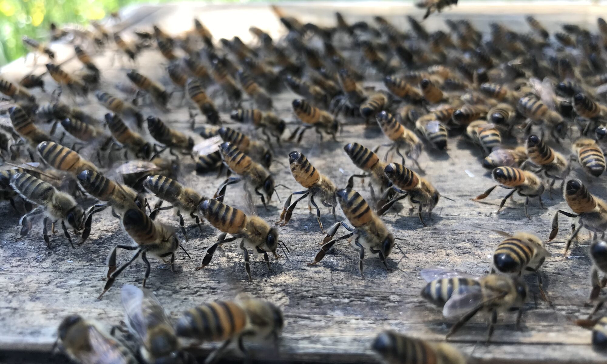 Des Moines Bee Removal